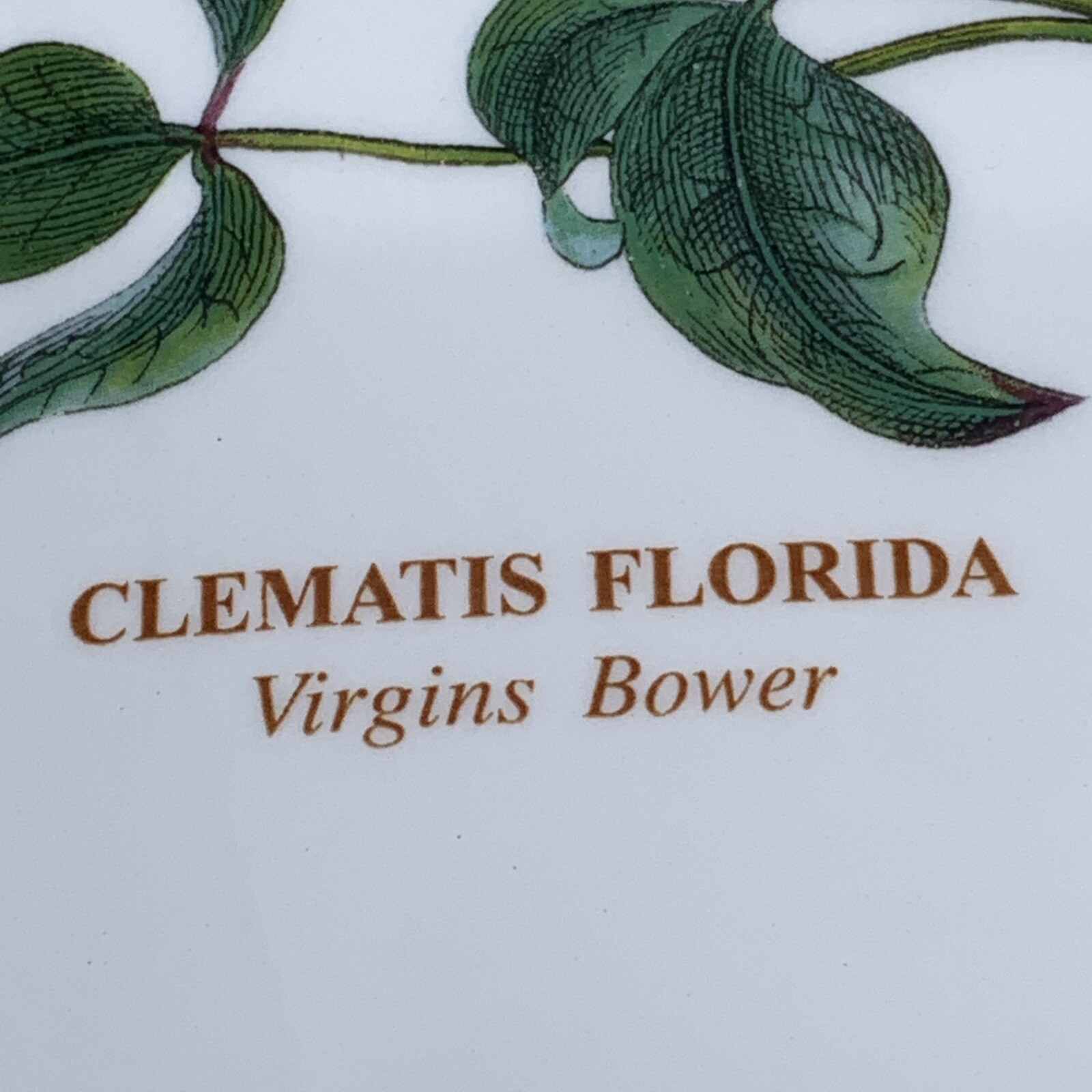 Vintage Portmeirion Botanic Garden Marquise Vase Clematis Florida Virgins Bower