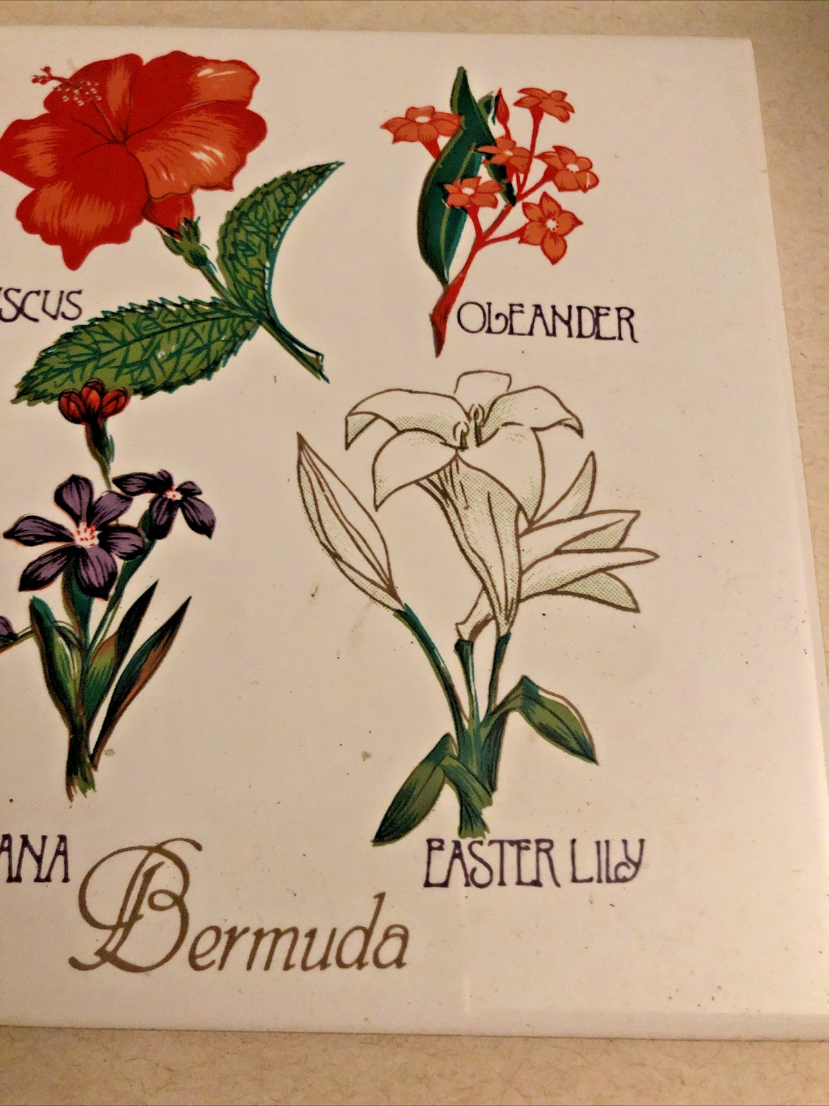 Vintage Bermuda Flower Souvenir Wall Tile Trivet 1960s Bermudiana Easter Lily 6”