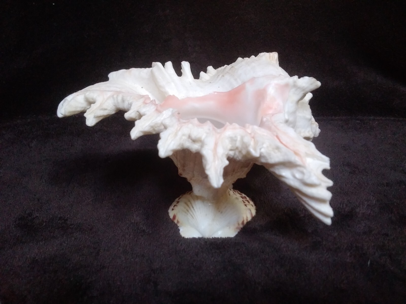 VTG SEASHELL ON SEASHELL PEDESTAL BASE STATUE/FIGURINE MADE IN INDIA