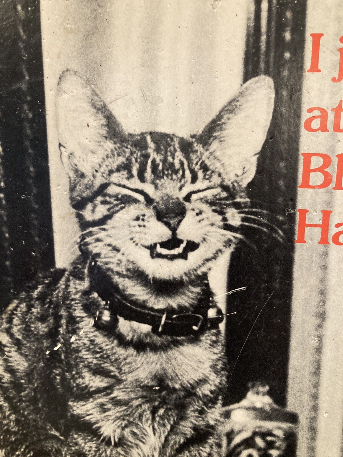 Vintage Bluebird of Happiness Cat Kitty Art Poster Wall Art 1974 Freestanding