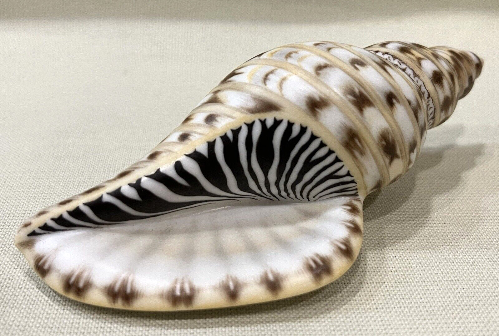 Herend Figurine – Tulip Shell 15535 – Natural Color MCD 9 ($960)