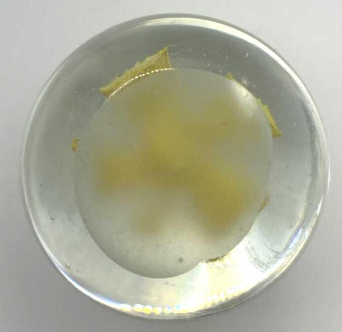 Vintage Glass Paper Weight Daffodil U258/21