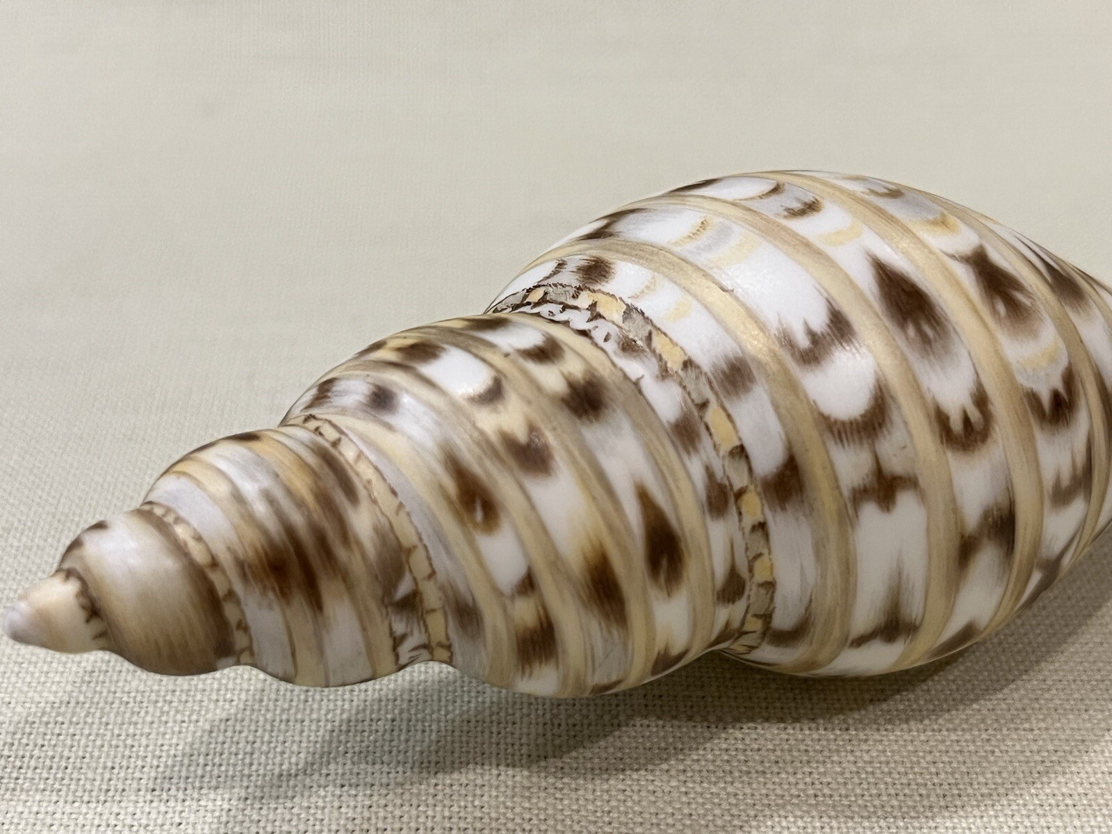 Herend Figurine – Tulip Shell 15535 – Natural Color MCD 9 ($960)