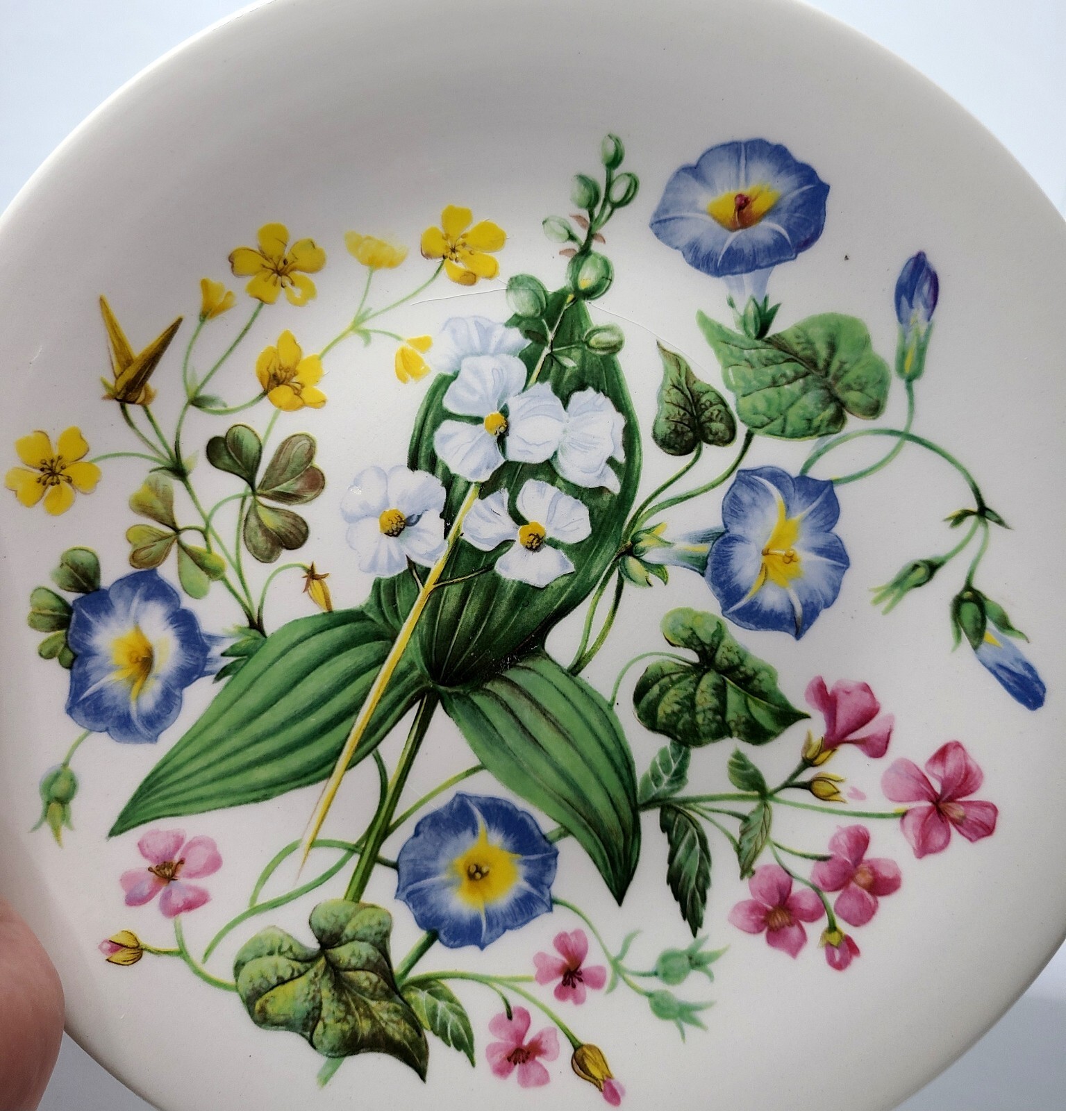 Wild Flowers Of The Southern U.S. Vintage Wedgwood Wall Plate 8 1/2” Round