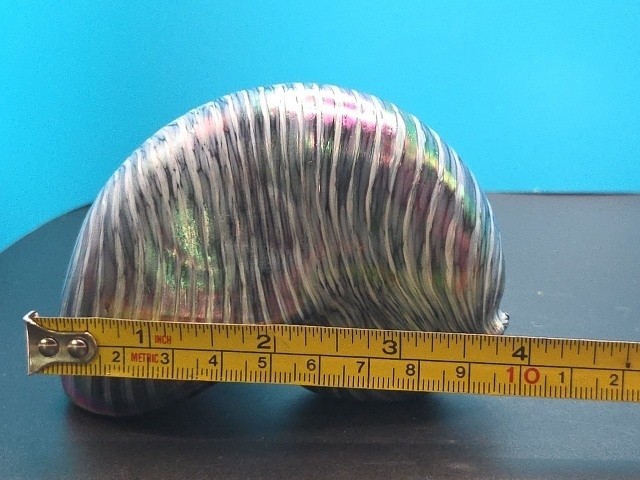 Glass Eye Studio Blown Glass Nautilus Shell Paperweight Blue Iridescent 4X3