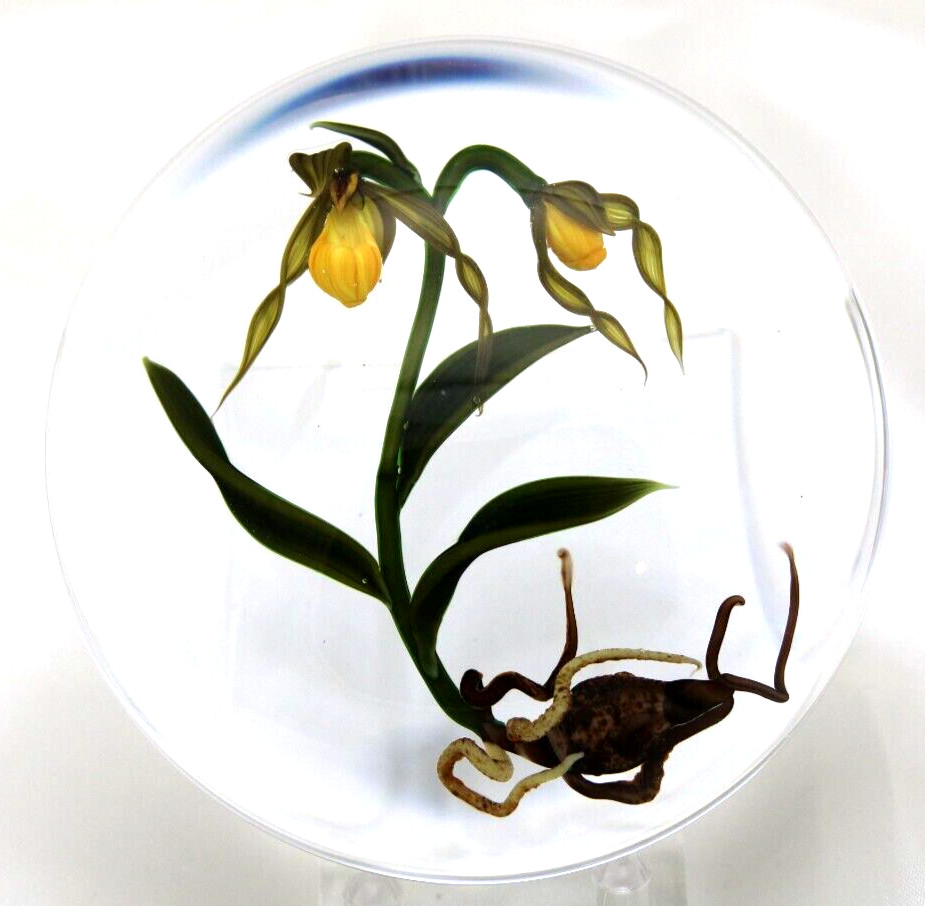 DAZZLING Large CHRIS BUZZINI Lady Slipper ORCHIDS Art Glass PAPERWEIGHT 1 of 1