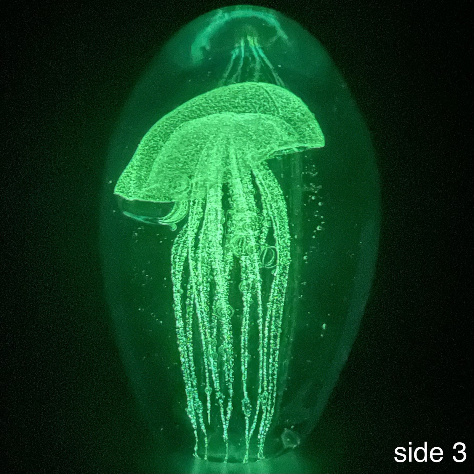 Murano UV Reactive Zinc Sulfide Hand Blown Jellyfish Paperweight Italy 4.5″ tall