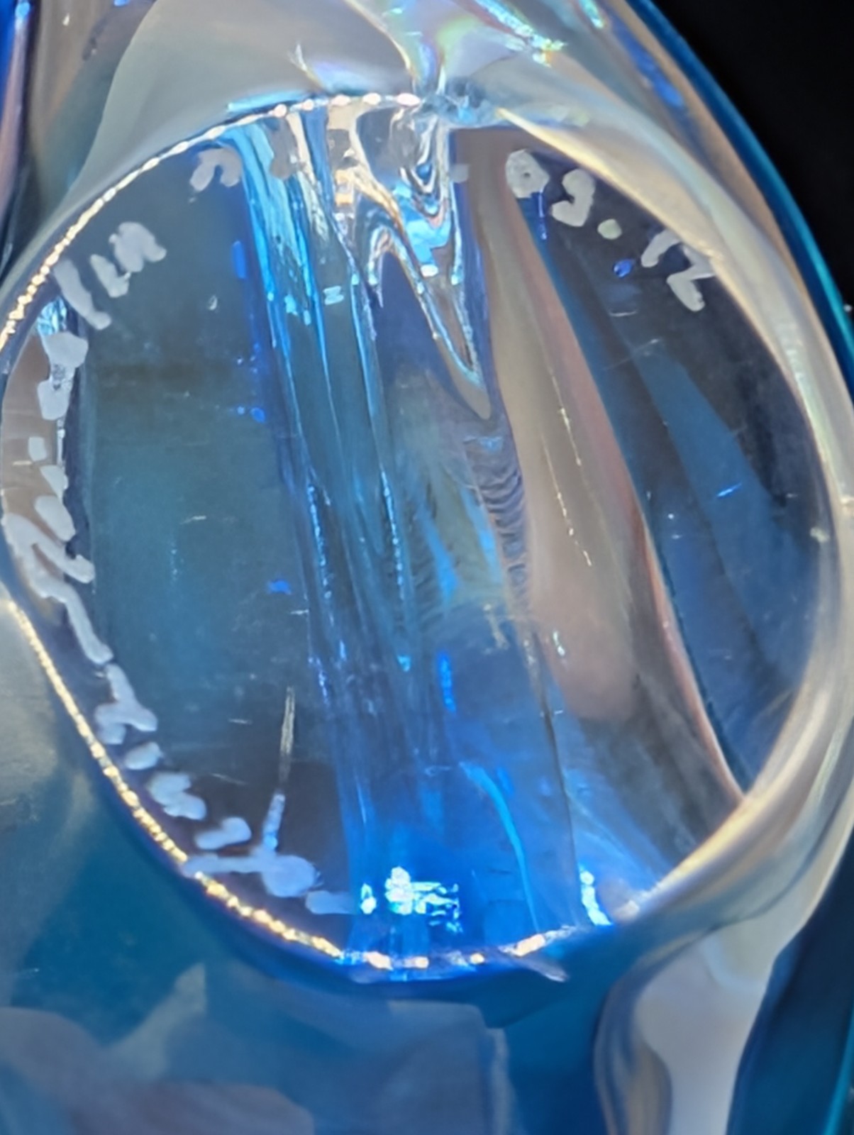 Josef Marcolin Signed Glass Paperweight Clear Blue Fish 3×4 Inches