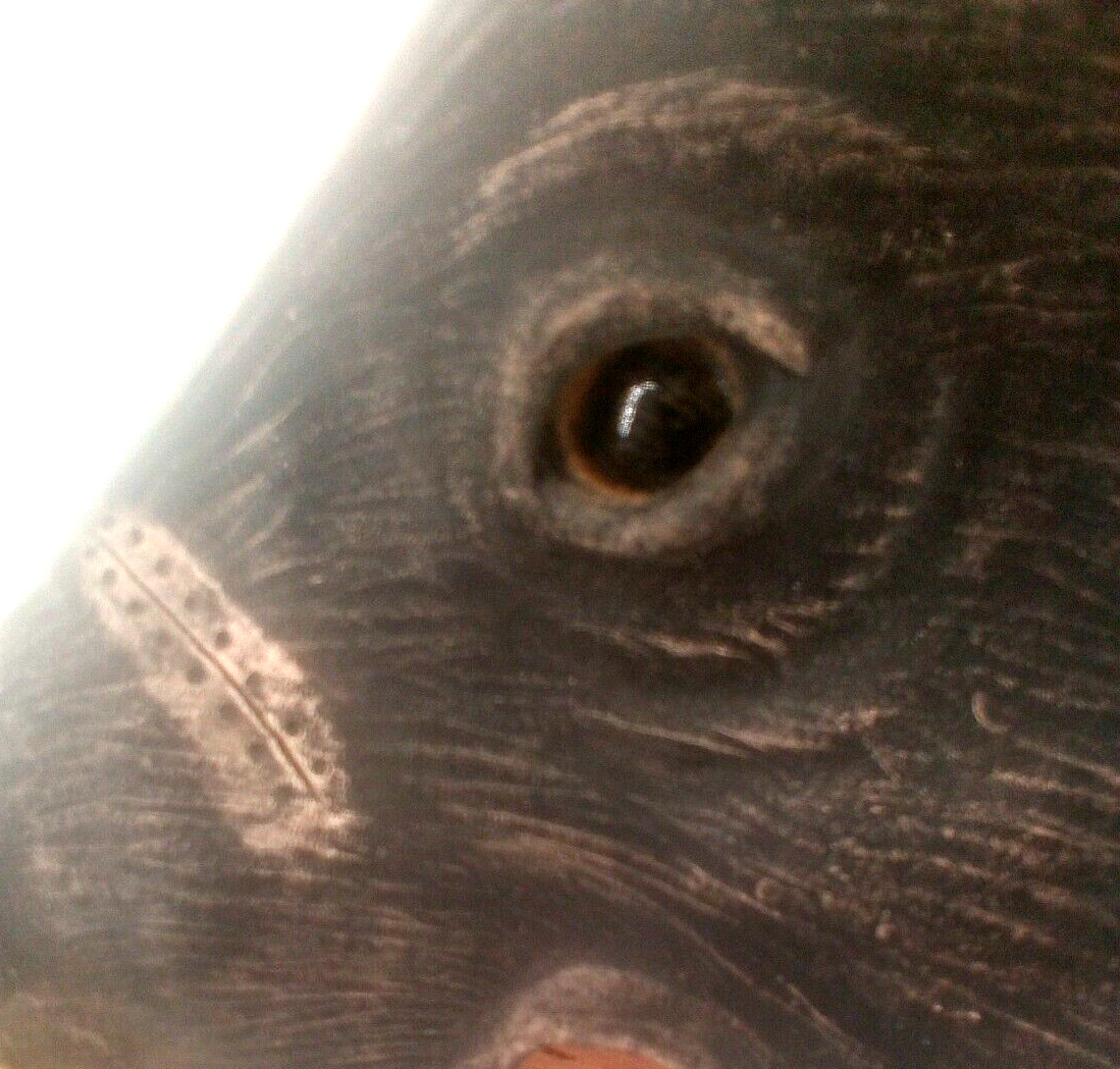 Studio Pottery By Judy Darbyshire “DARBY” Anthropomorphic Boar’s Head Wall Art