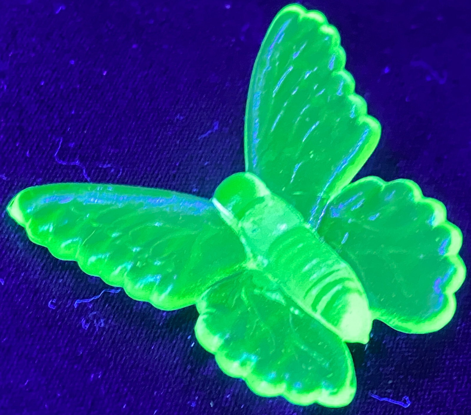 Blue Vaseline glass butterfly insect monarch glow neon animal uranium / selenium