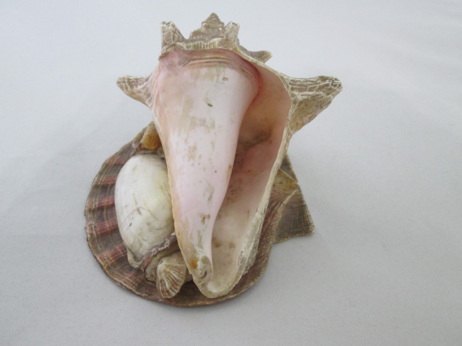 Antique Sea Shell Paperweight, Souvenir, 3 3/4″ H.