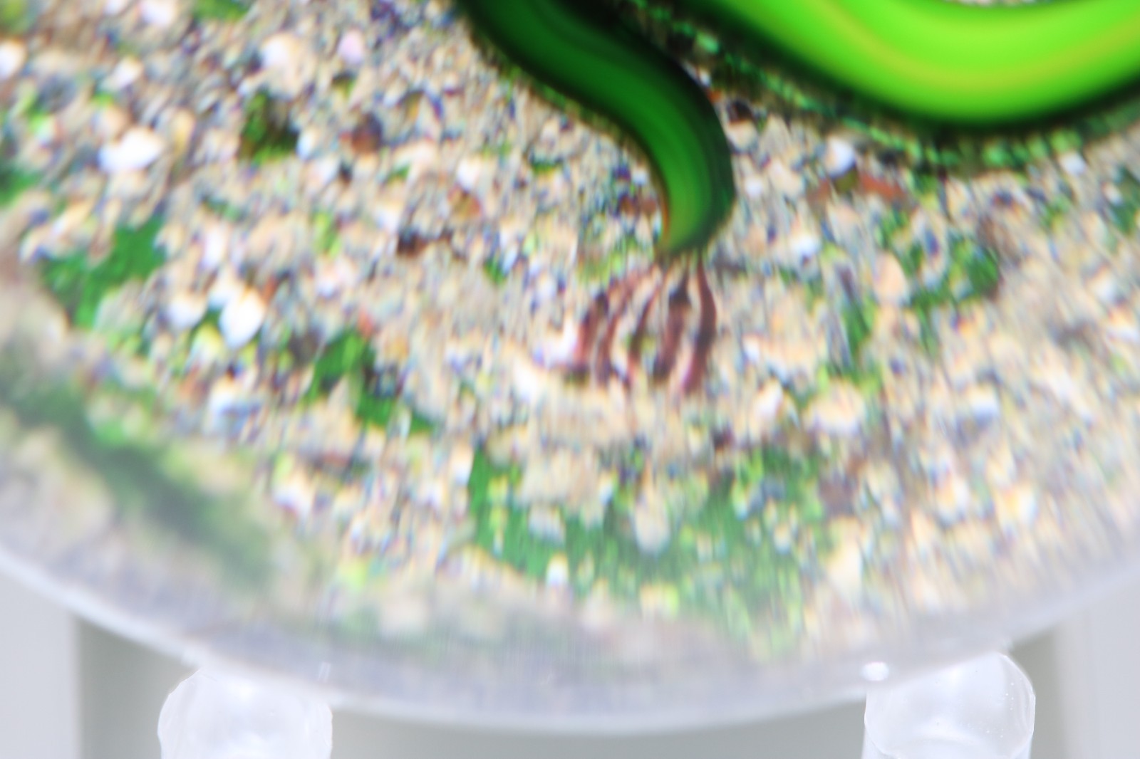 Masterful DELMO TARSITANO Vivid SALAMANDER Earth Life Art Glass PAPERWEIGHT