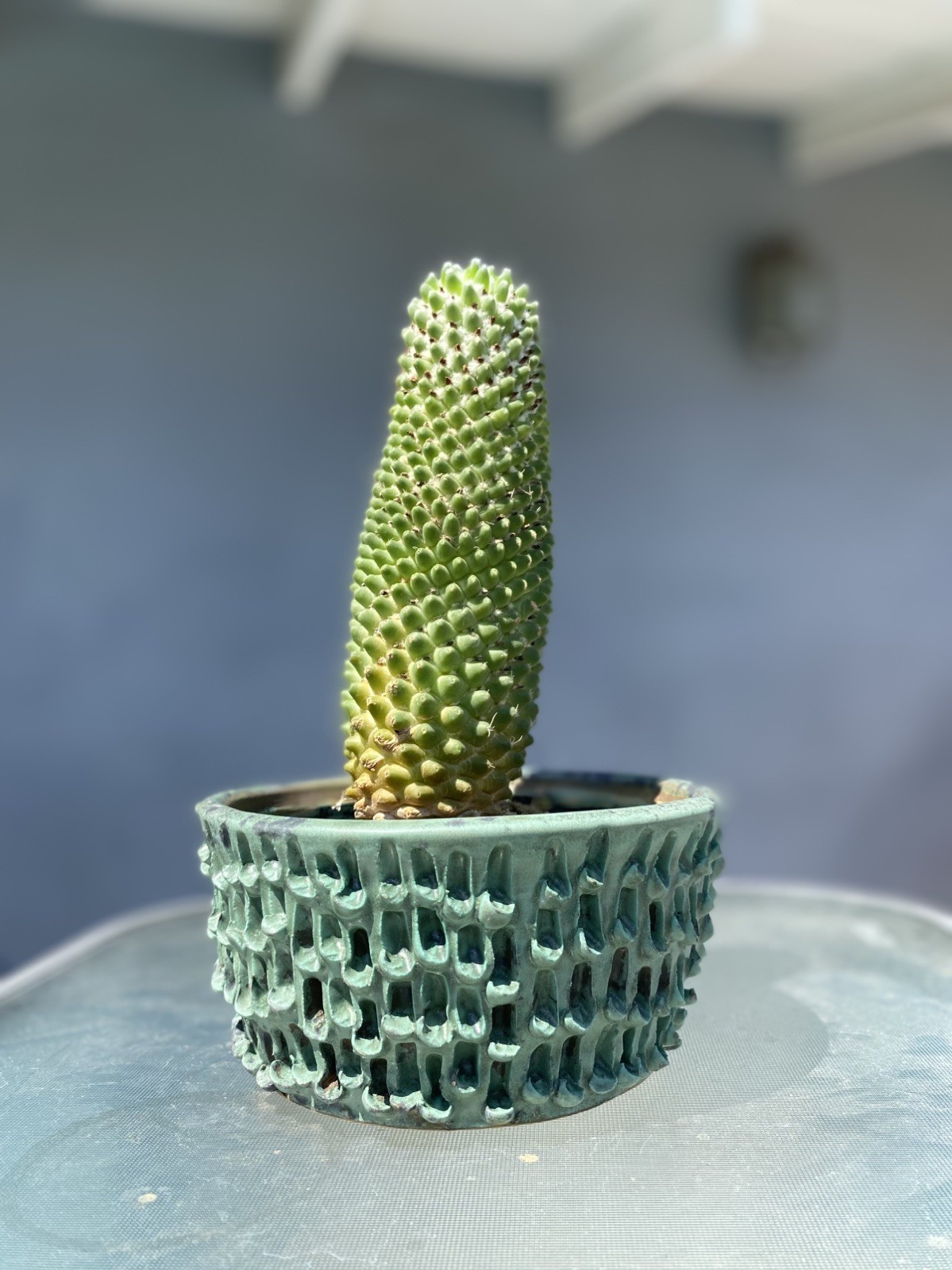 Wheel thrown Porcelain Cactus Succulent Planter 5.5 “ Diam 3 1/8 h hand carved