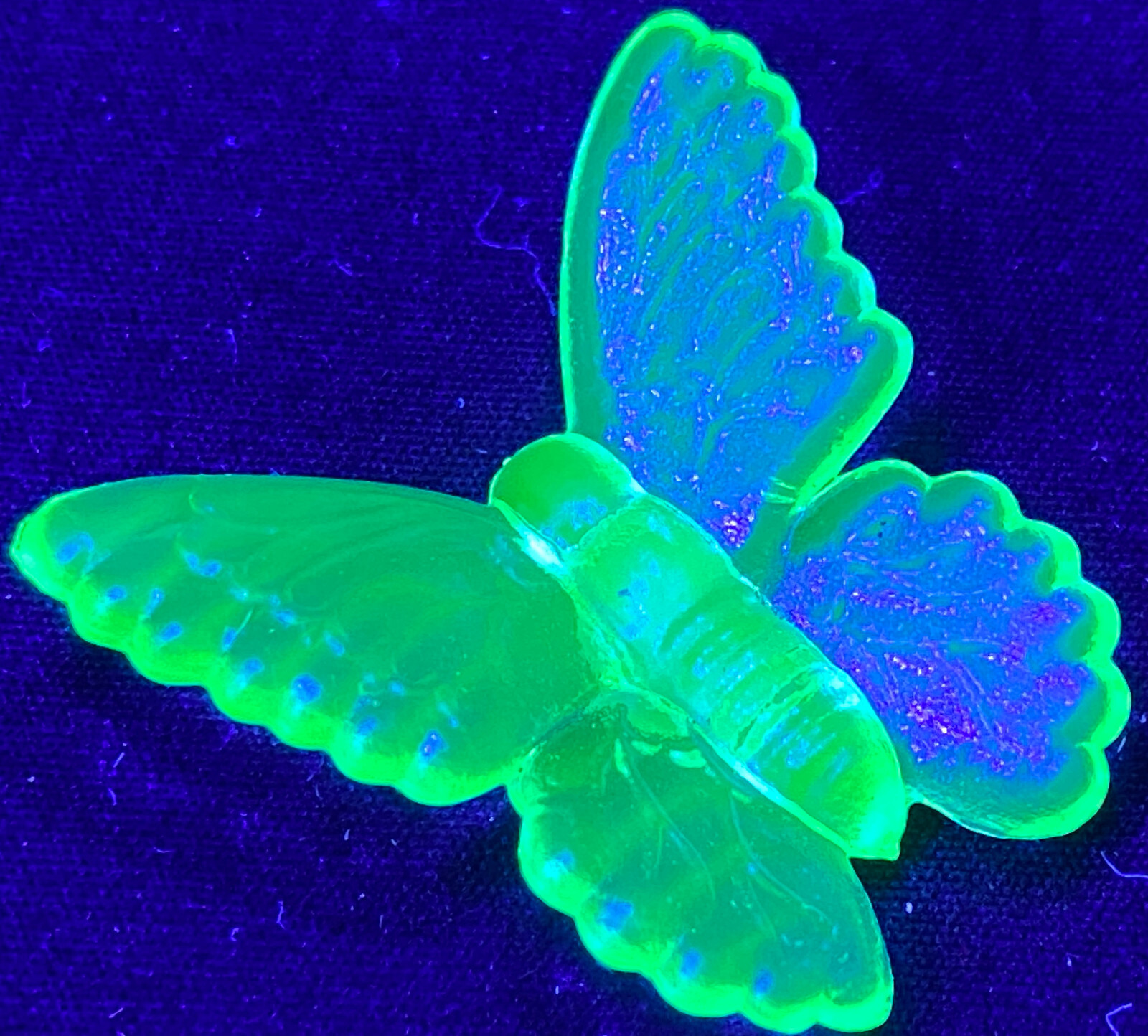 Blue Vaseline glass butterfly insect monarch glow neon animal uranium / selenium