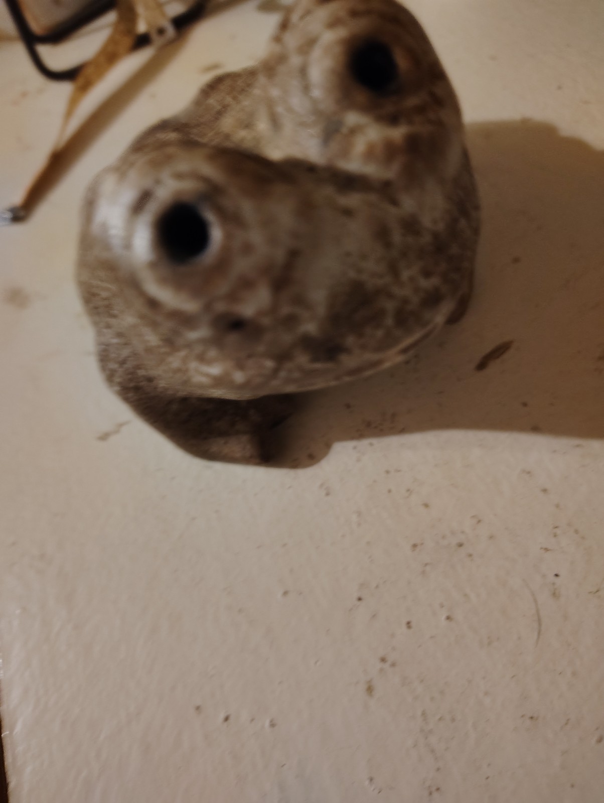 McCarty Pottery Nutmeg Frog LARGE 7″ Long Vintage Piece