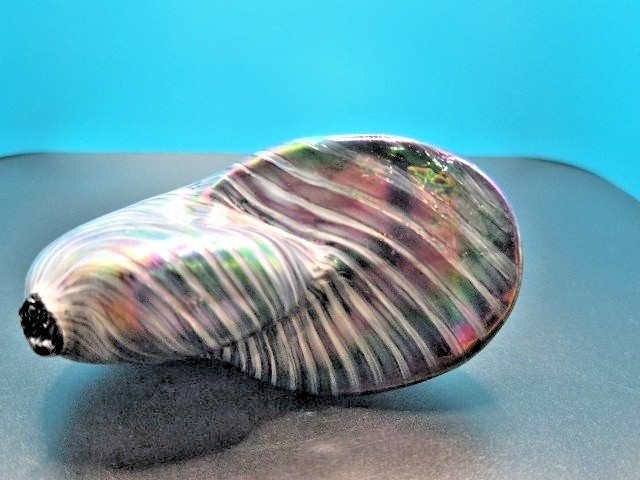 Glass Eye Studio Blown Glass Nautilus Shell Paperweight Blue Iridescent 4X3