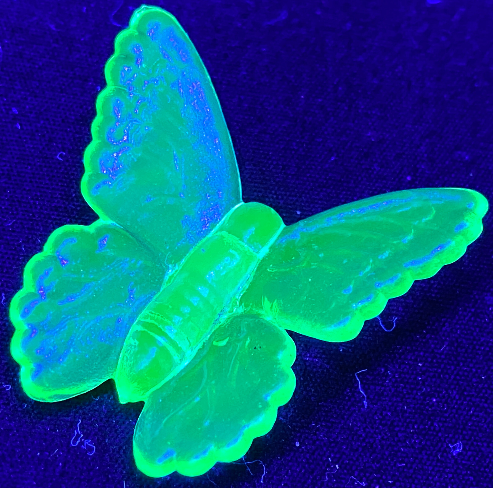 Blue Vaseline glass butterfly insect monarch glow neon animal uranium / selenium