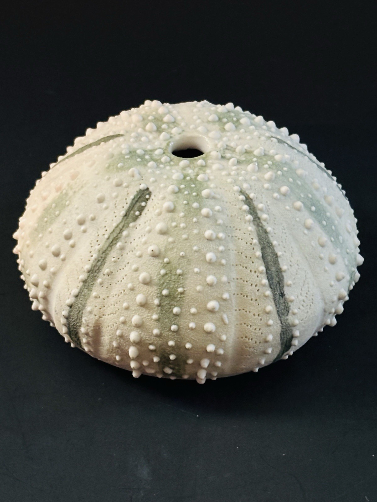 Sea Urchin Realistic Sculpture Seascape Signed Art Pottery Seed Pot