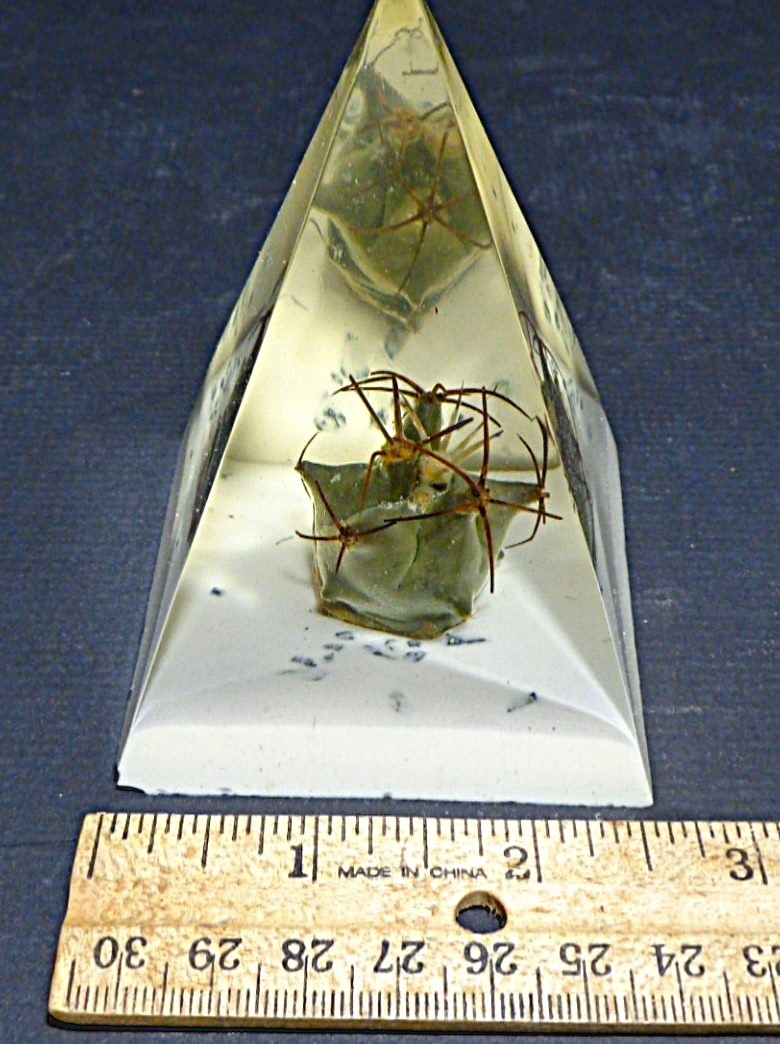 Collectable Vintage Resin Lucite Real Cacti Cactus Pyramid Paperweight 3.75″ h