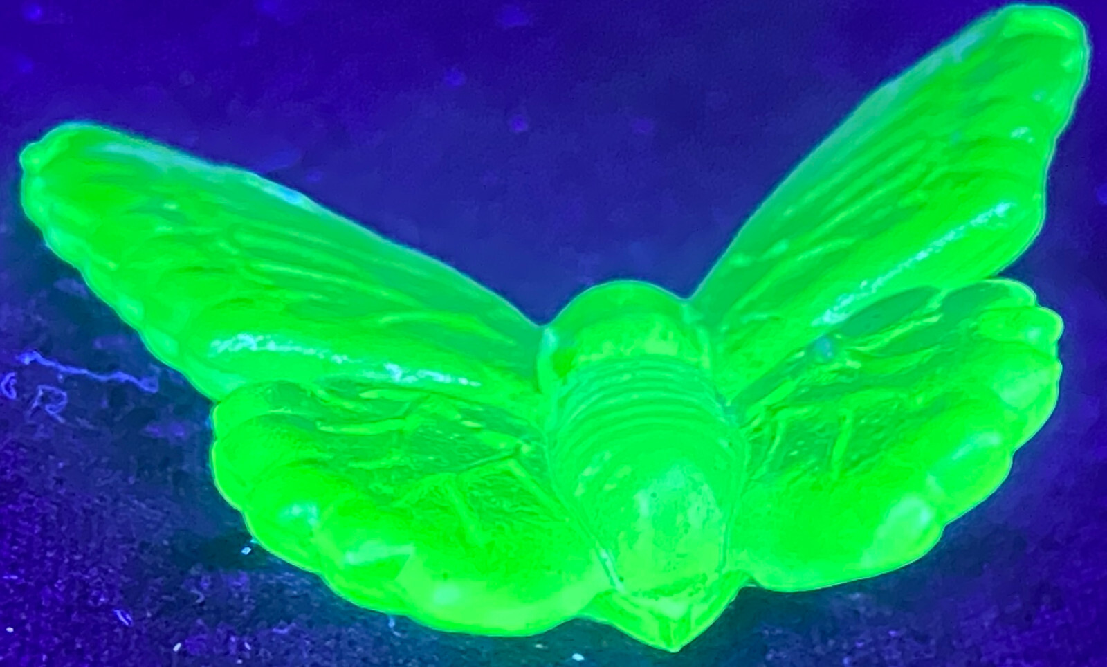 Blue Vaseline glass butterfly insect monarch glow neon animal uranium / selenium