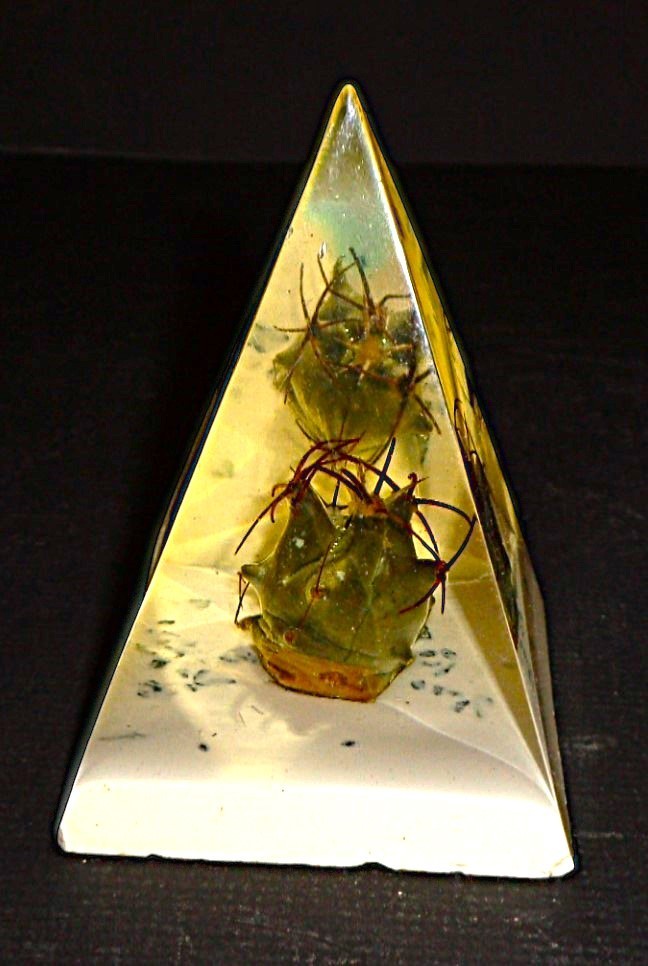 Collectable Vintage Resin Lucite Real Cacti Cactus Pyramid Paperweight 3.75″ h