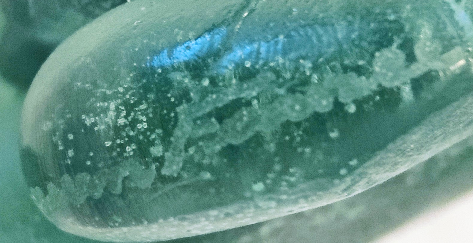 DAUM France Pate de Verre Green Tortoise
