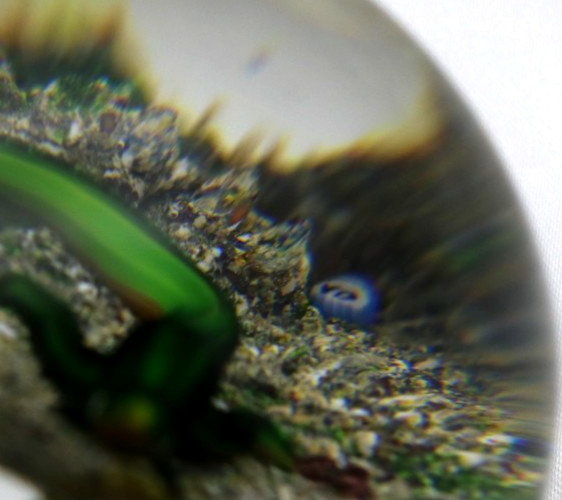 Masterful DELMO TARSITANO Vivid SALAMANDER Earth Life Art Glass PAPERWEIGHT