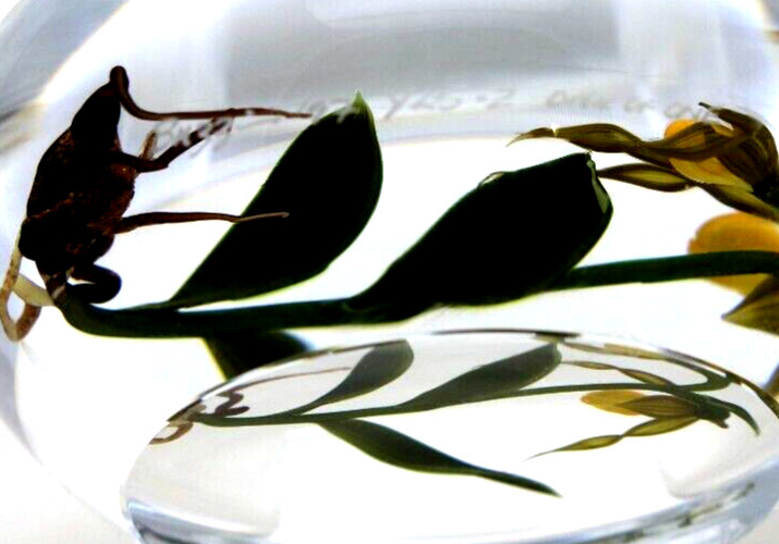 DAZZLING Large CHRIS BUZZINI Lady Slipper ORCHIDS Art Glass PAPERWEIGHT 1 of 1