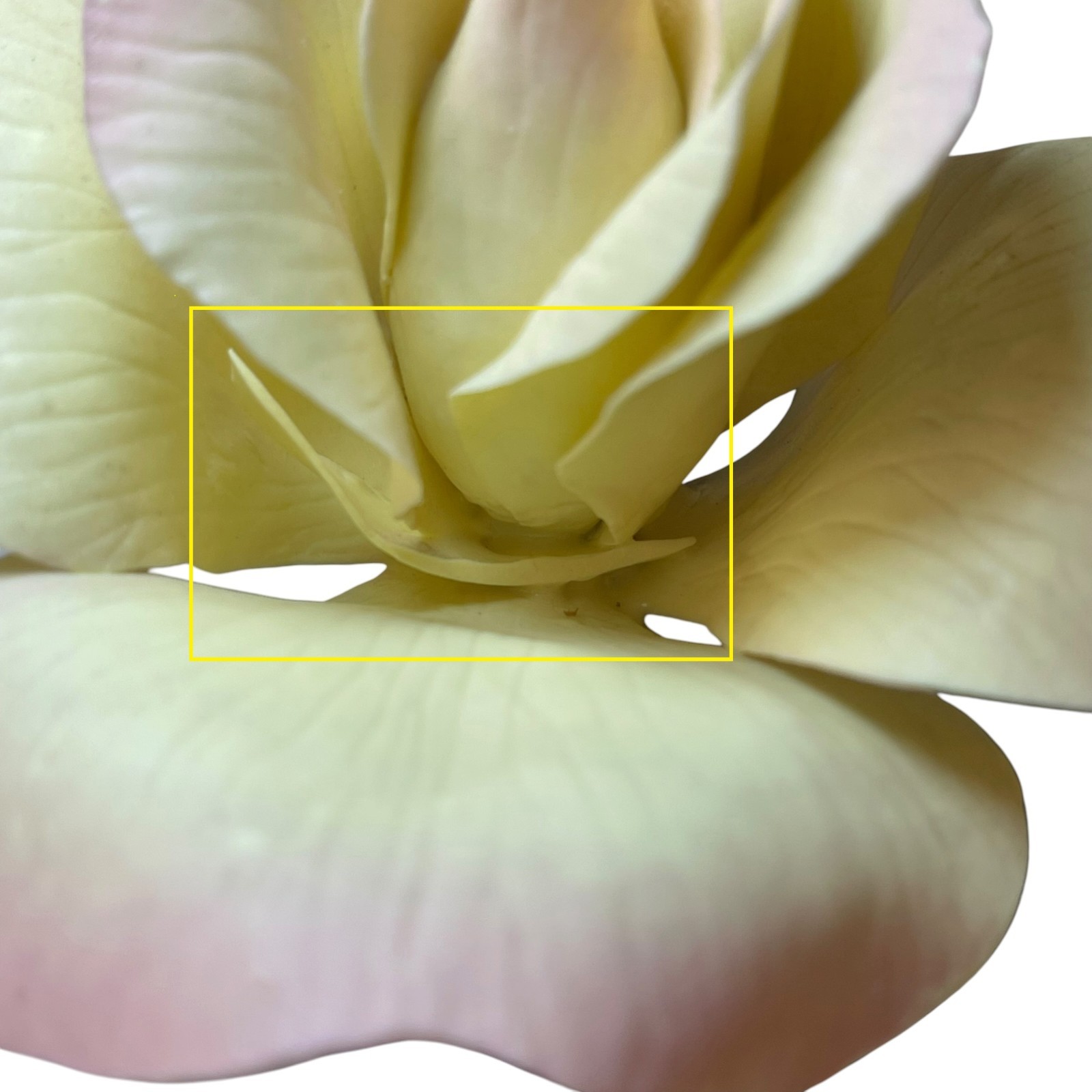 Boehm Peace Rose Yellow w/pink accents and bronze leaf & stem Chipping/READ