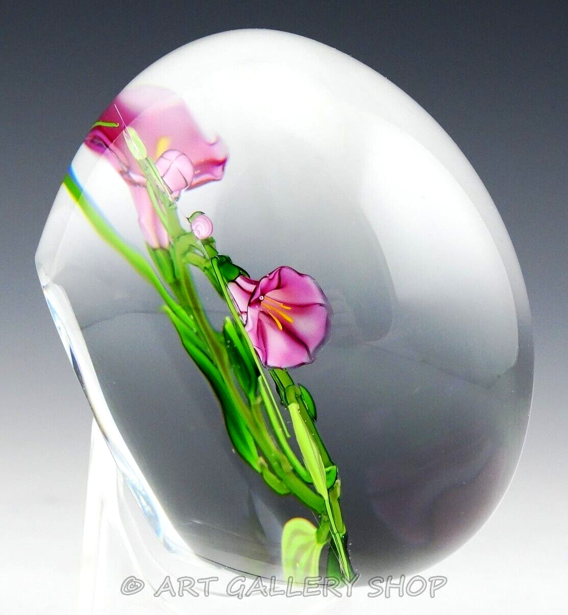 1988 CHRIS BUZZINI 3-1/8″ Art Glass Paperweight PINK MORNING GLORIES FLOWERS