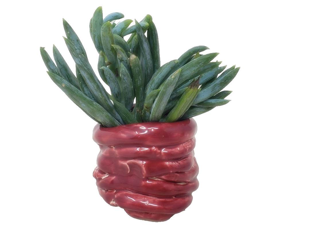 Coiled Pinch Cache Pot or Planter – Red Glaze – 2-3/4″ – for Succulents and More