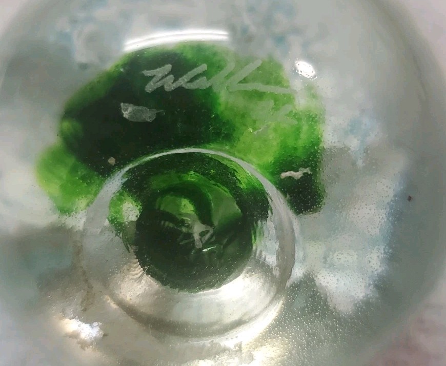 Hand Blown Glass Paperweight Blue And White Flowers With Green Signed By Artist