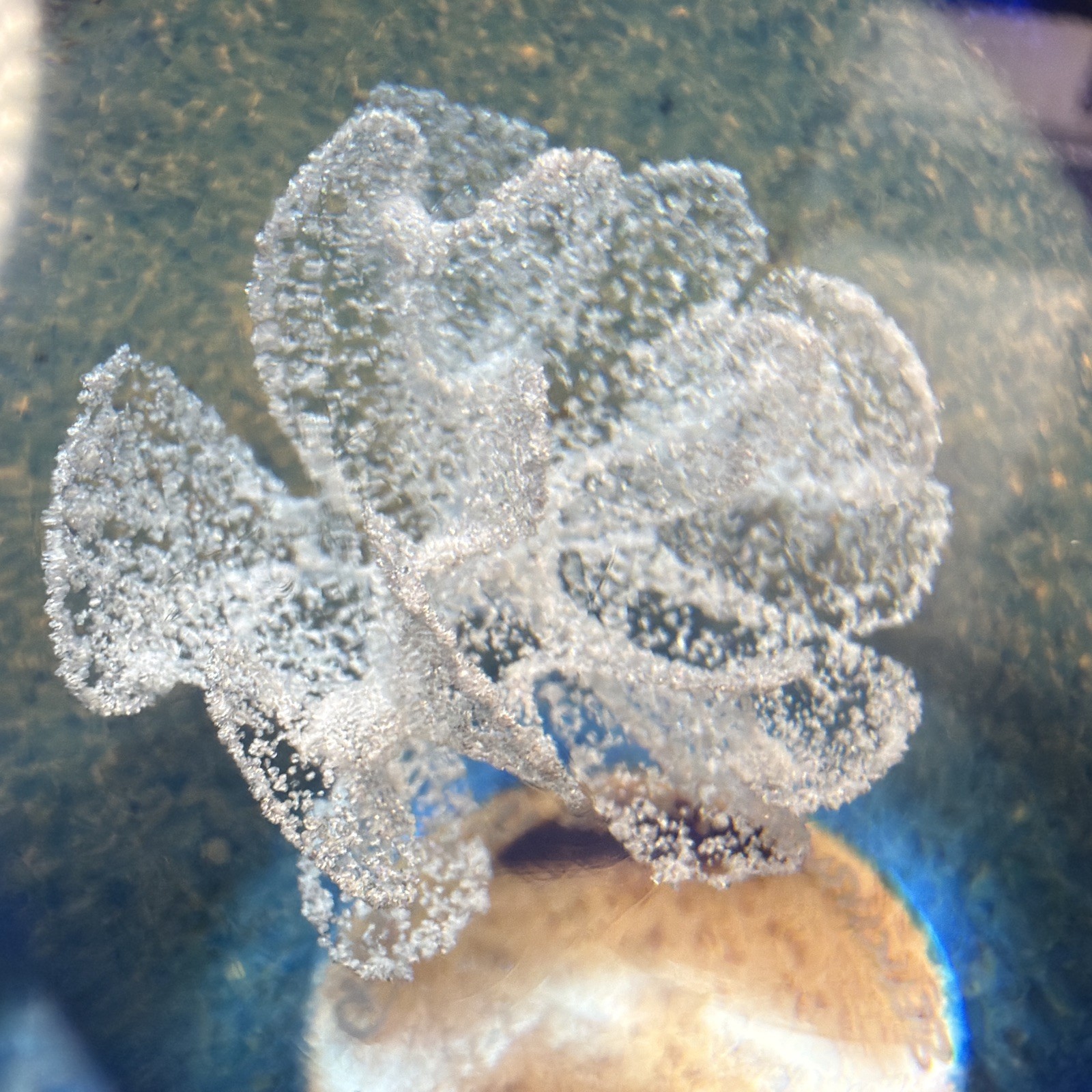 Selkirk Paperweight Bubble Blue & White Ice Flower Vintage Art Glass Signed