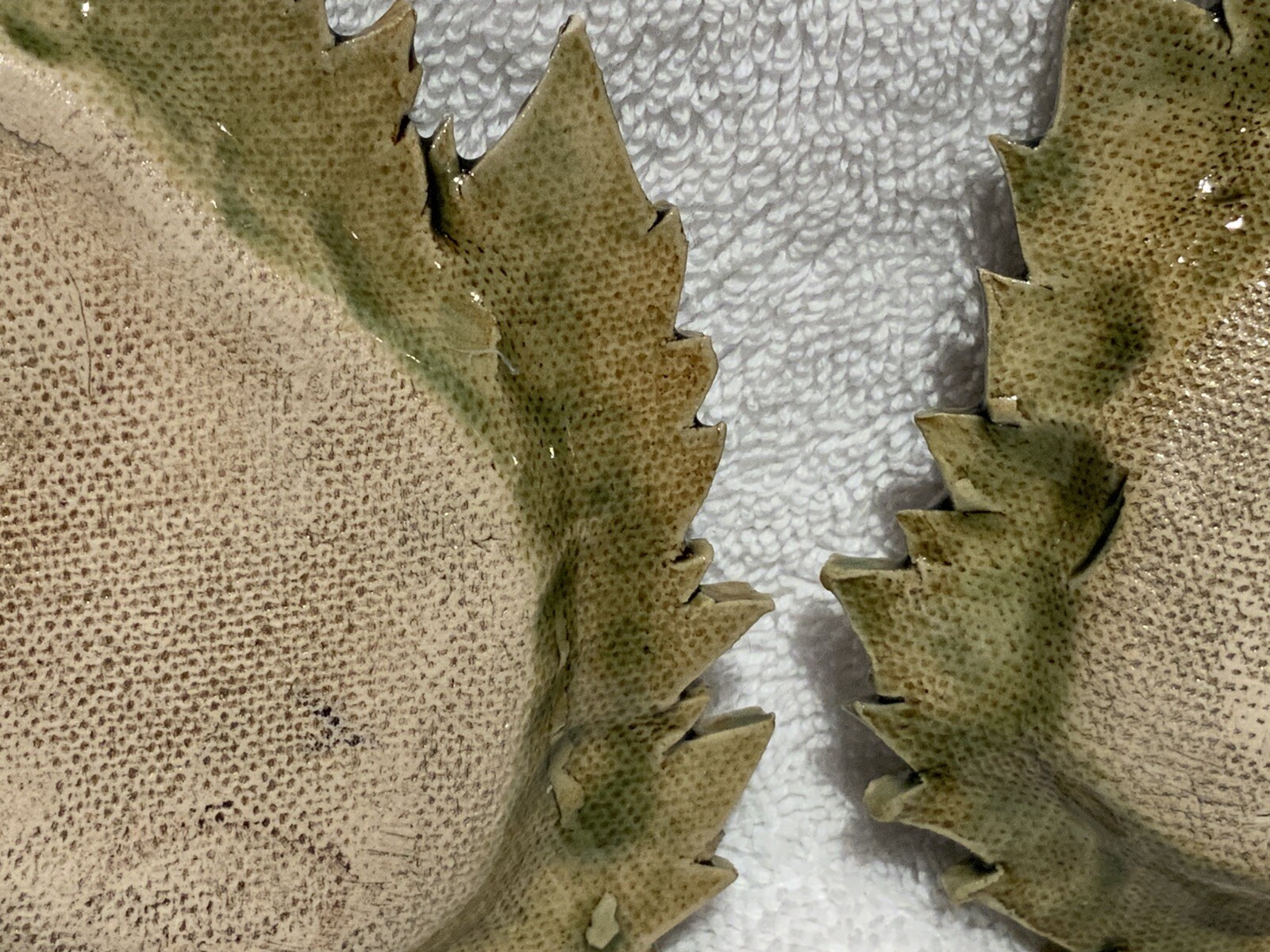 Handmade Ceramic Art Pottery Set of Two Detailed Decorative Green Leaves