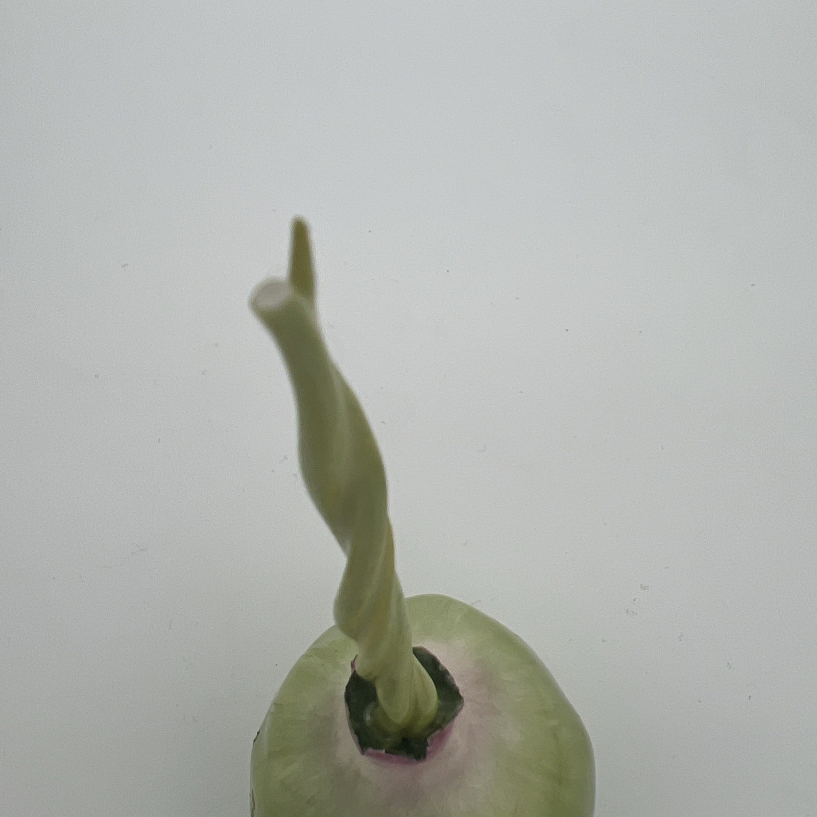 VTG Katherine Houston KHO Porcelain 1993 & 1995 Hand-Painted Onions w Stems (2)
