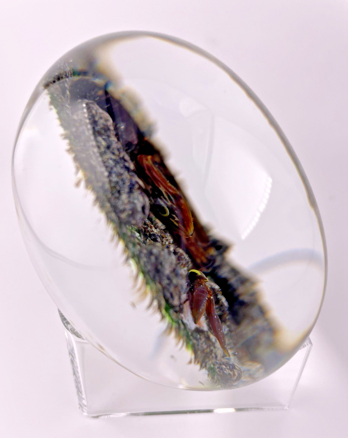 Delmo Tarsitano Magnum Snake & Fly From His “Earth Life” Series. 3.5″