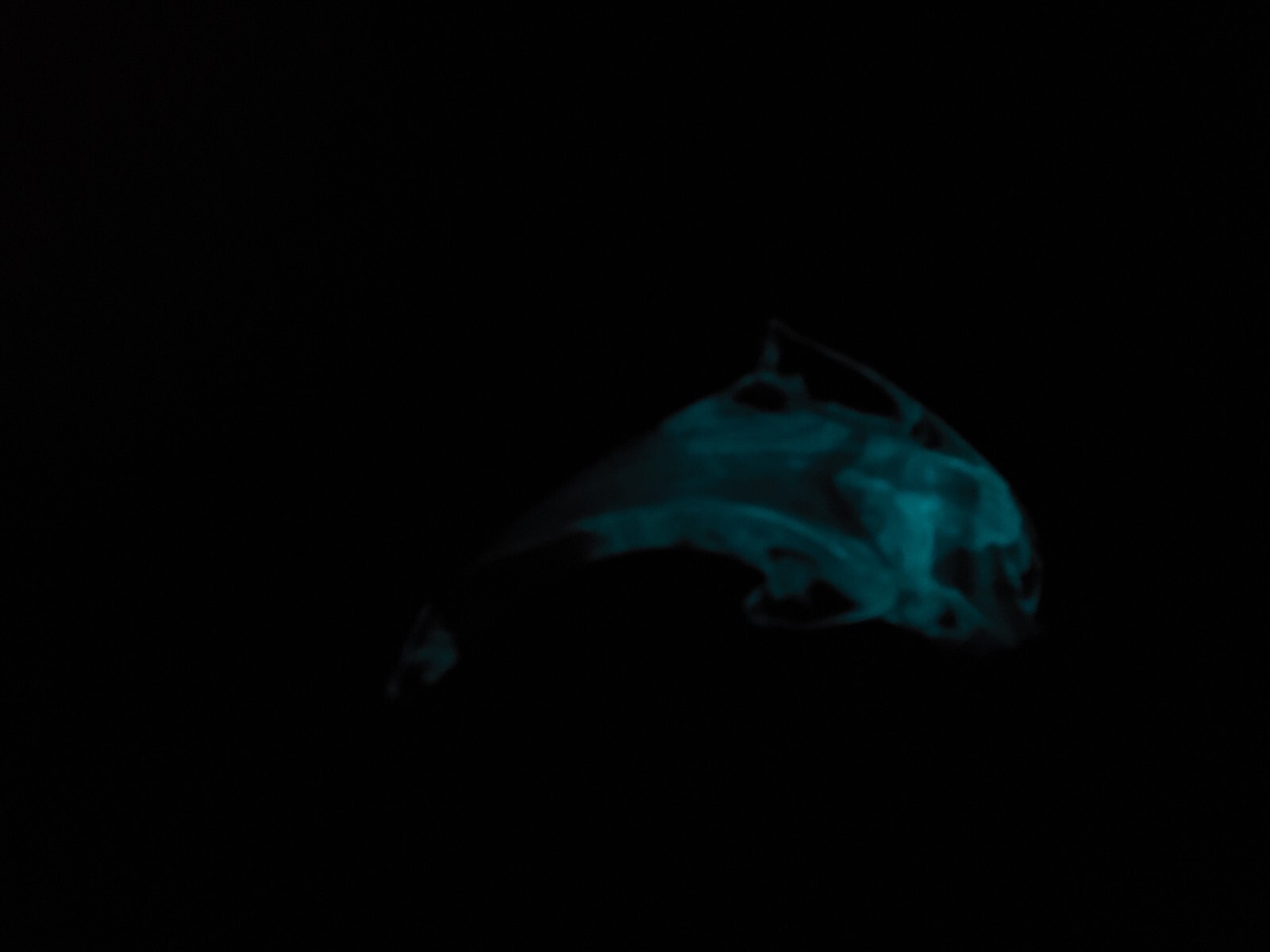 Glass Dolphin Art Glass Paperweight Figurine CLear with Light Gray