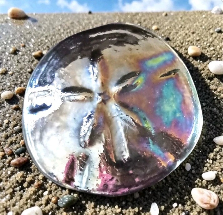 Iridescent Art Glass Sand Dollar Paperweight Vintage Coastal Beach House Ocean