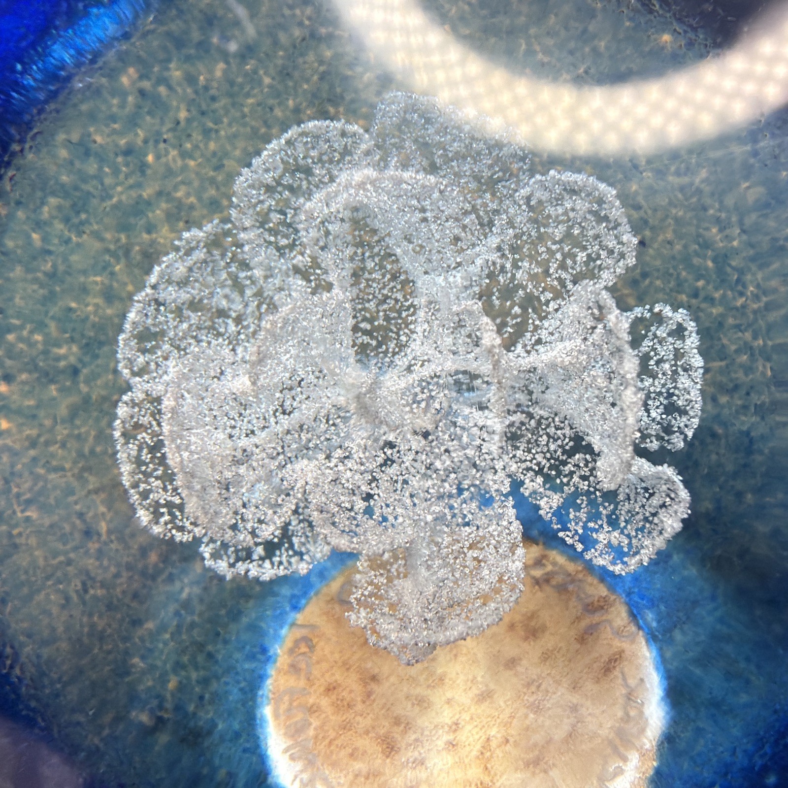 Selkirk Paperweight Bubble Blue & White Ice Flower Vintage Art Glass Signed