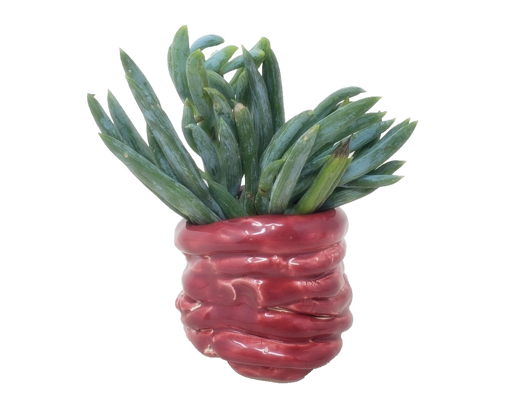 Coiled Pinch Cache Pot or Planter – Red Glaze – 2-3/4″ – for Succulents and More