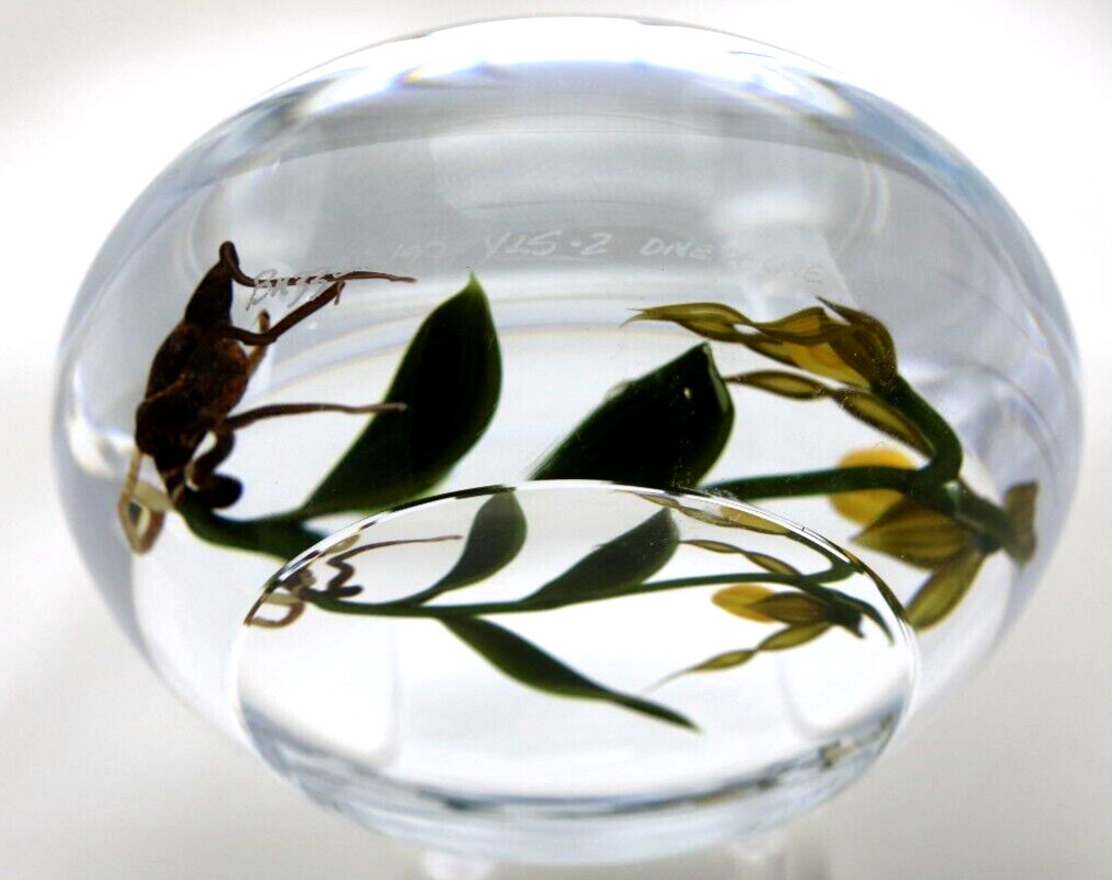 DAZZLING Large CHRIS BUZZINI Lady Slipper ORCHIDS Art Glass PAPERWEIGHT 1 of 1