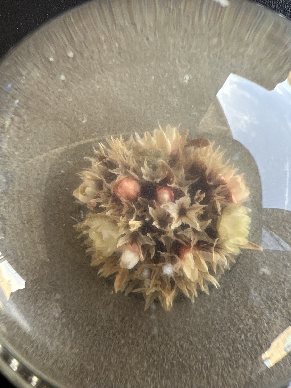 vtg 3″ Dome Crystal Paperweight Natural Real Leaf Flower Plant Dried Timecapsule