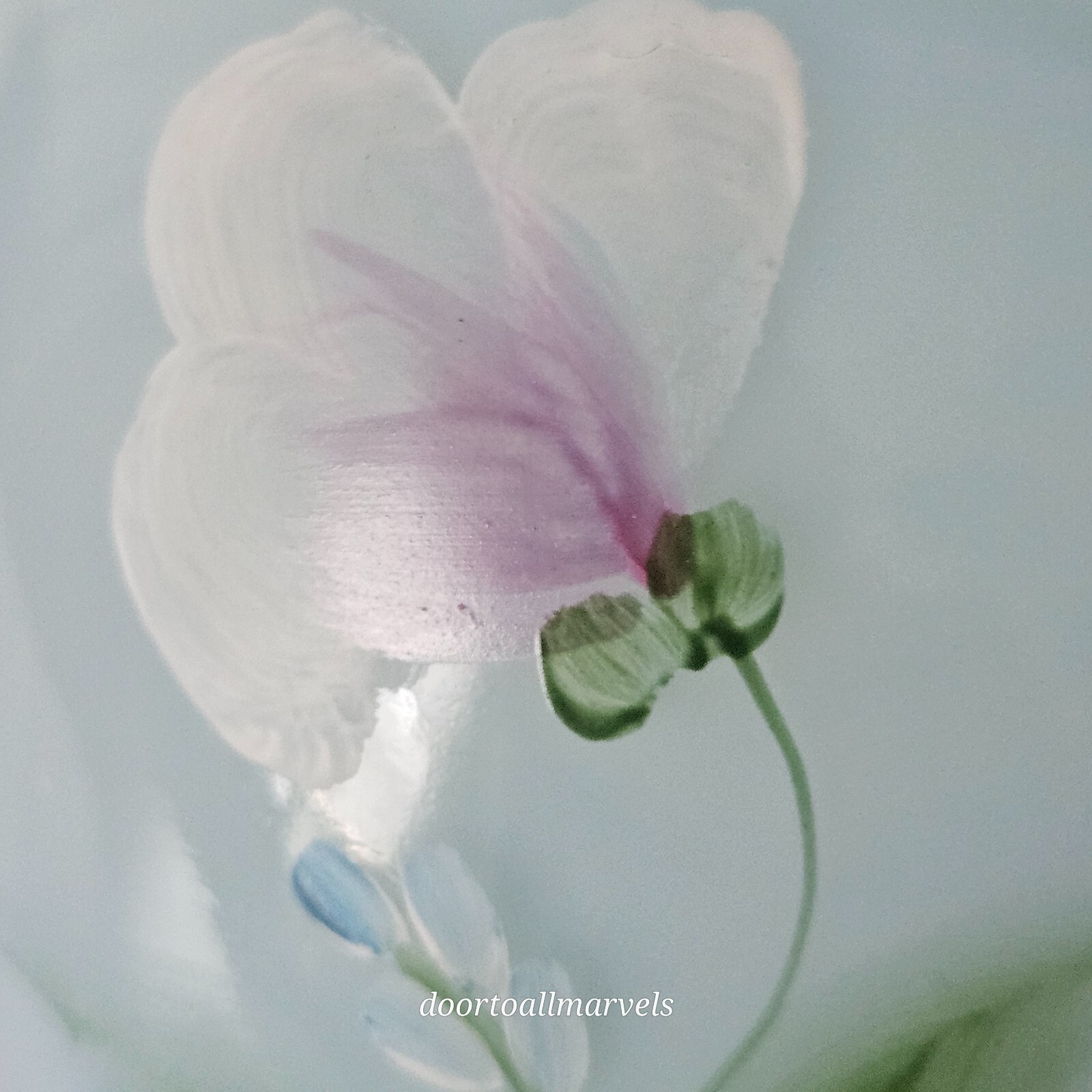 Vintage Fenton Blue Glass Overlay Hand Painted Poppy Signed Victoria’s Closet