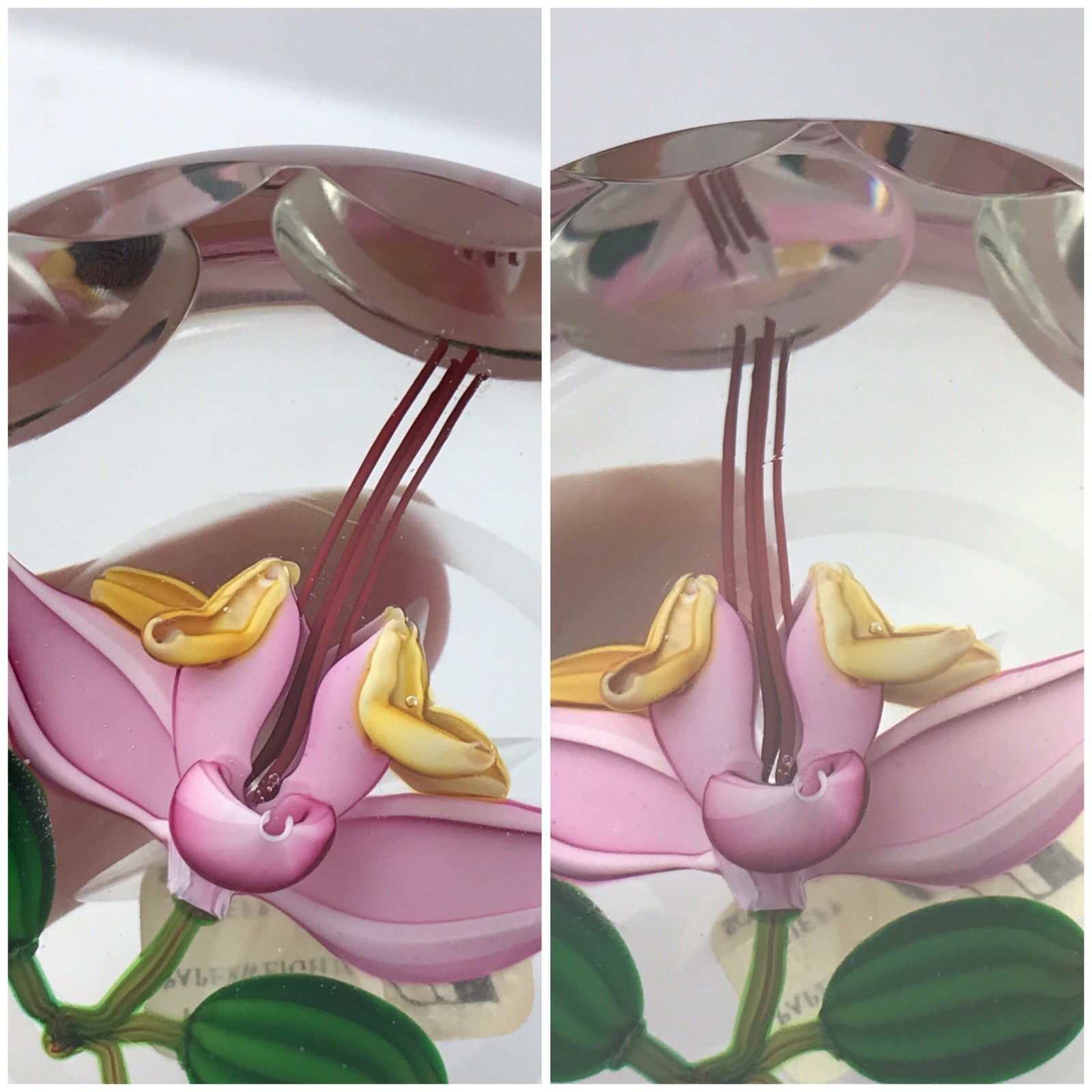 Perthshire 1987C Theobroma Cacao Flower Scallop Faceted Lampwork Paperweight COA