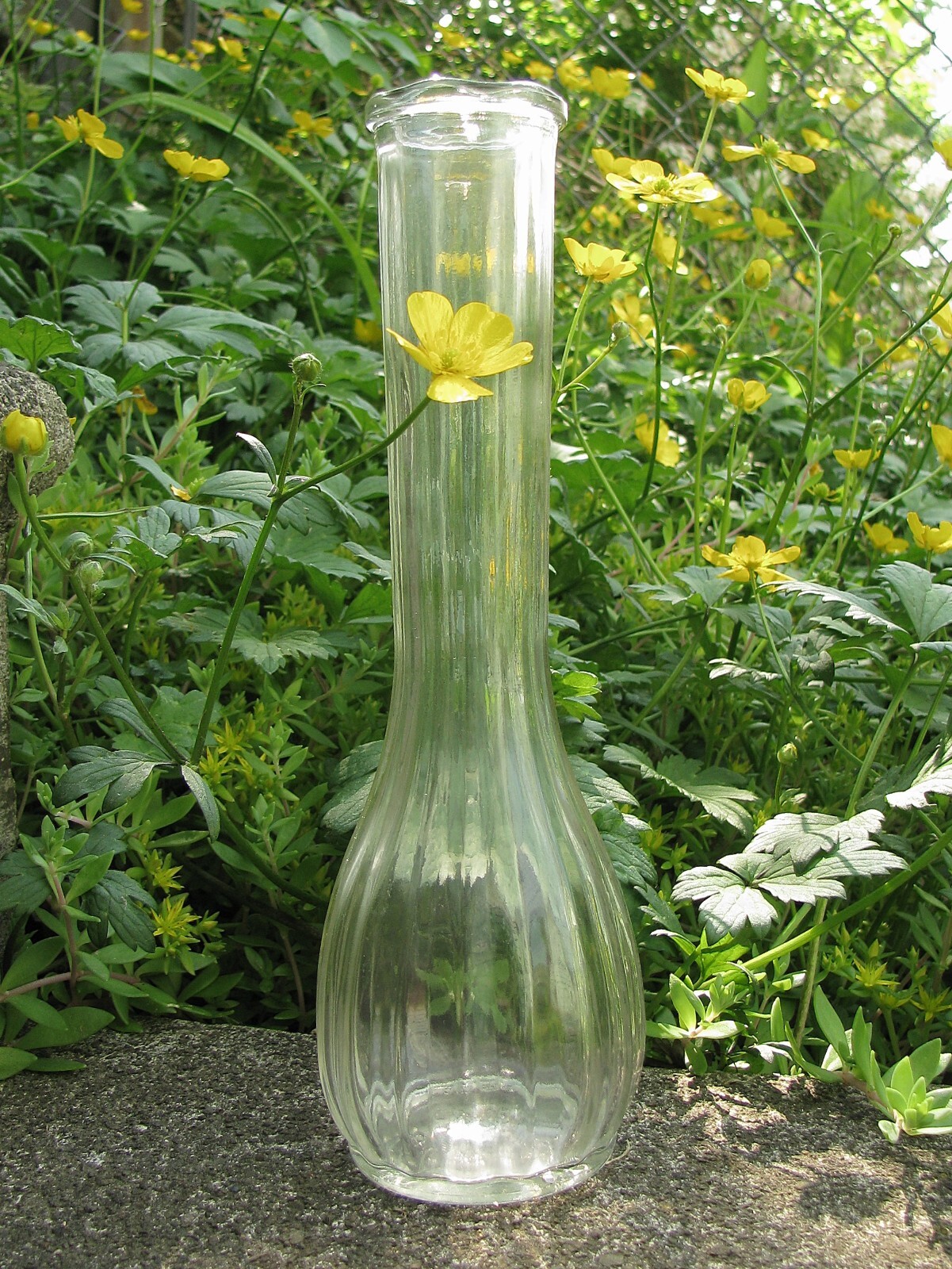 Mid-Century Bud Vase, Vertical Ribs with Scalloped Top, Portland Glass Company